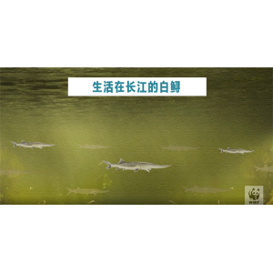 长江白鲟灭绝 最后的活体影像公布：伤口缝了24针、腹中还有卵