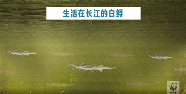 长江白鲟灭绝 最后的活体影像公布：伤口缝了24针、腹中还有卵