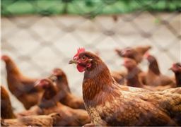  2022中国家禽饲养产业现状及细分领域发展调研